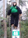 46 - Gazza the Gorilla